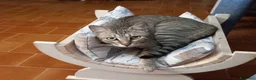 Europeo gatti in regalo: JAMES adorabile gattino in adozione! - Annuncio 4