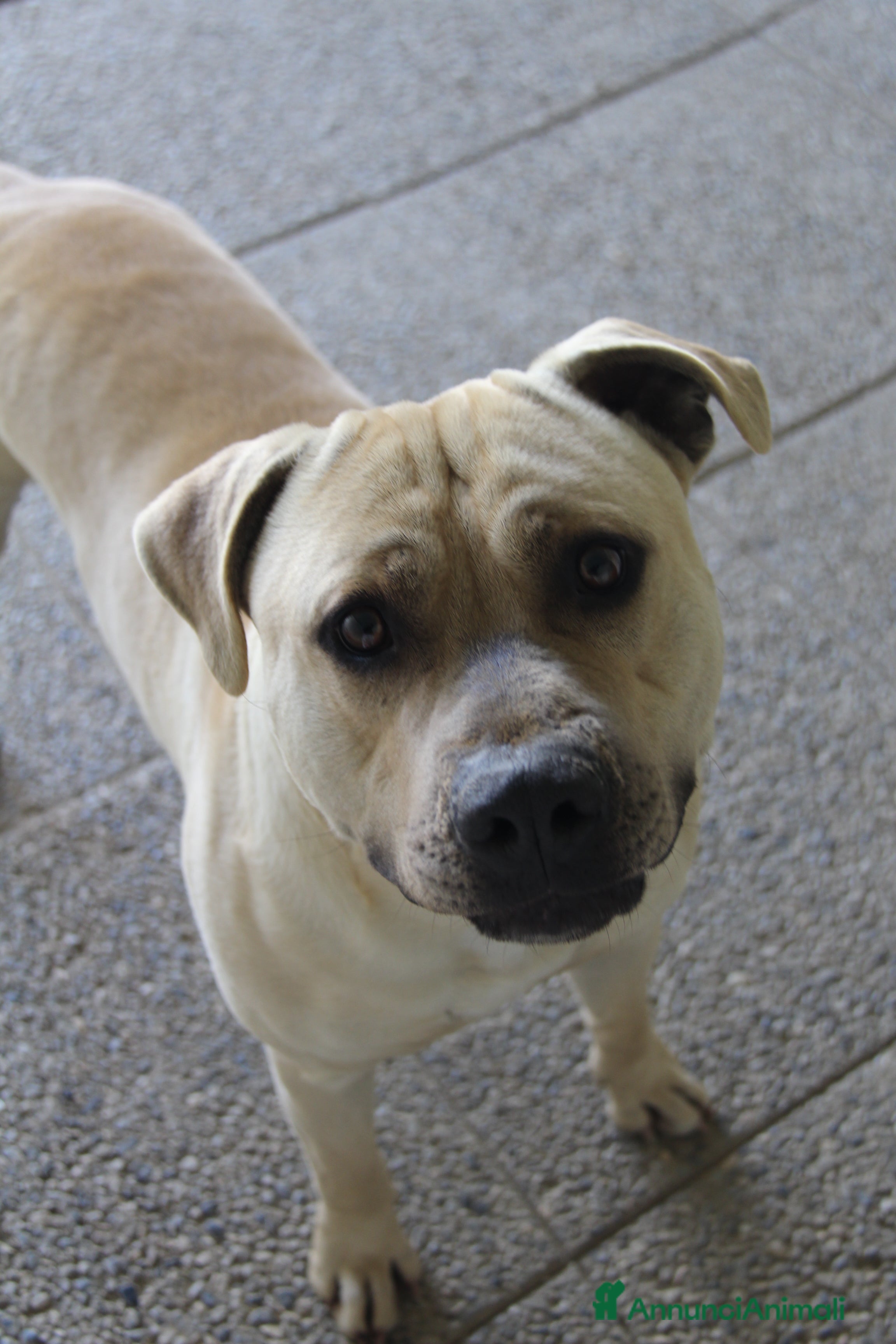 Pitbull cani Pitbull - Annuncio 16