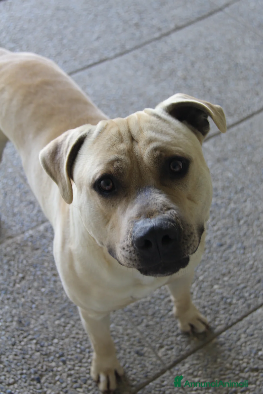 Pitbull cani in regalo: Pitbull - Annuncio 1