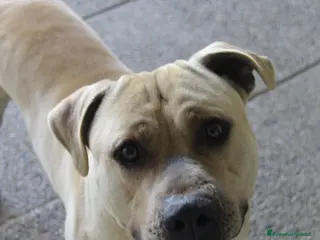 Pitbull cani Pitbull - Annuncio 3