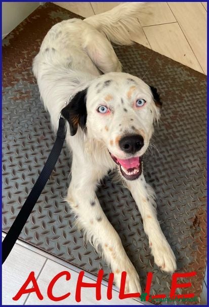 Meticcio cani ACHILLE dagli occhi azzurro - Annuncio 25
