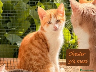 Altre razze gatti Gattini desiderosi di trovare famiglia - Annuncio 1