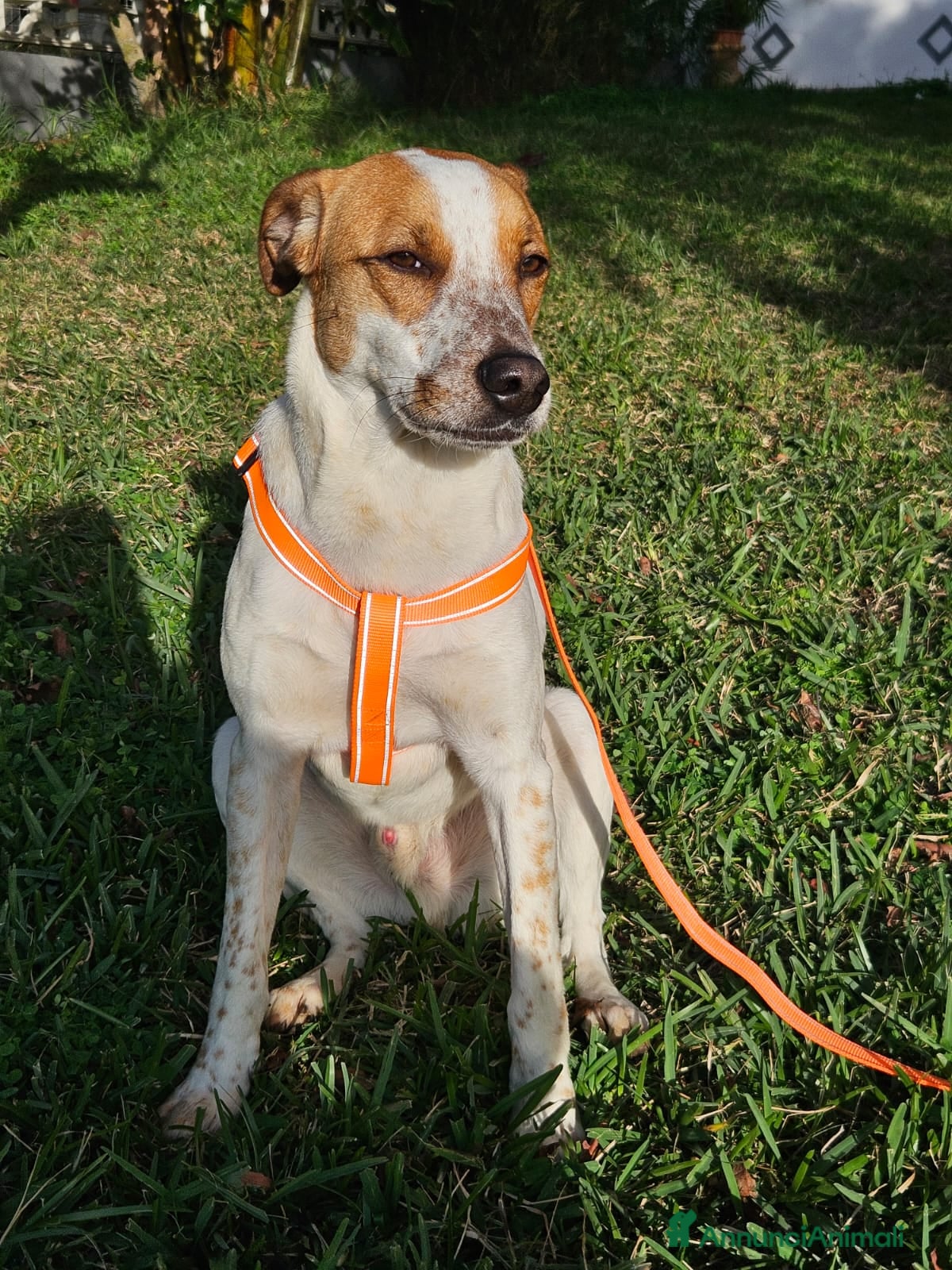 Meticcio cani CUCCIOLO MIELE  - Annuncio 1