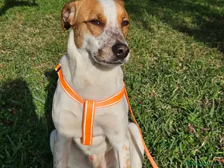 Meticcio cani CUCCIOLO MIELE - Annuncio 31