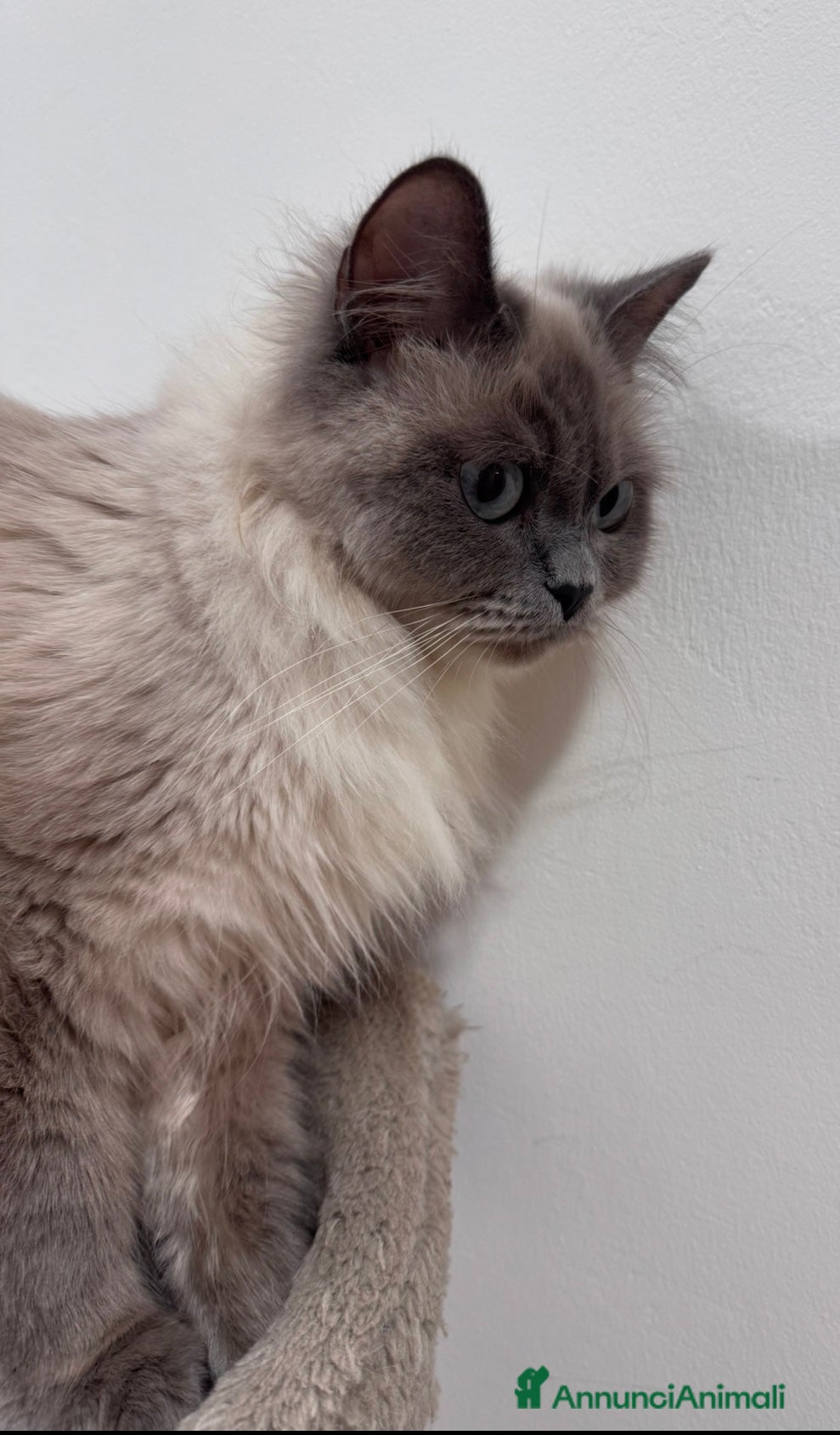 Ragdoll gatti Ragdoll cuccioli disponibili  - Annuncio 2