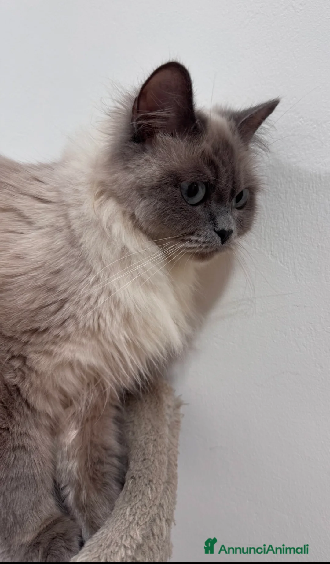 Ragdoll gatti in vendita: Ragdoll cuccioli disponibili  - Annuncio 1
