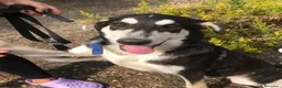 Meticcio cani in regalo: Nico mix Australian Shepherd 17mesi SIRACUSA SOS - Annuncio 6