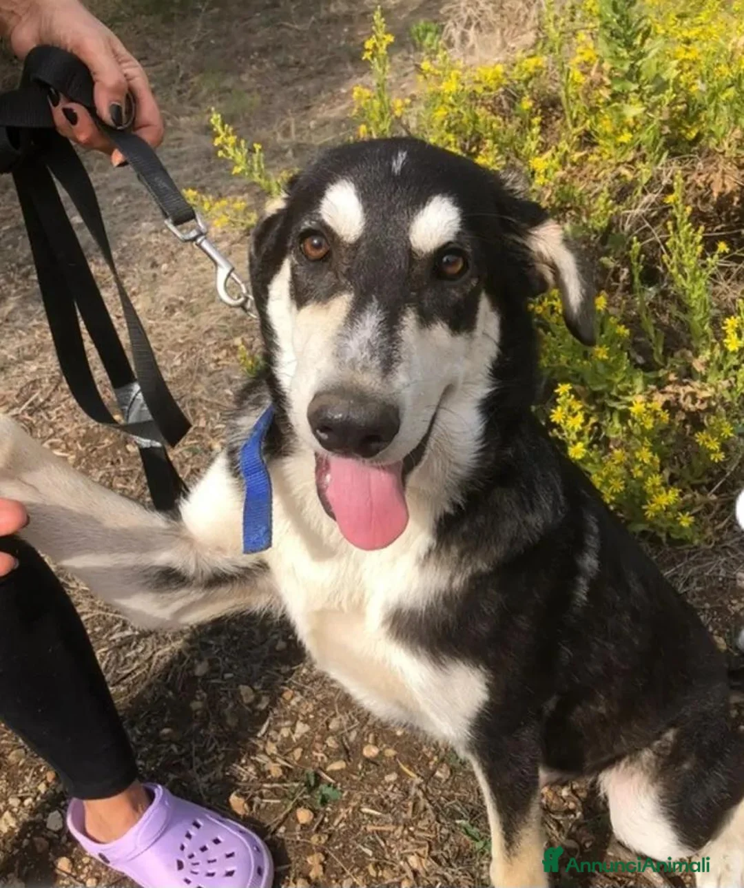 Meticcio cani in regalo: Nico mix Australian Shepherd 17mesi SIRACUSA SOS - Annuncio 6