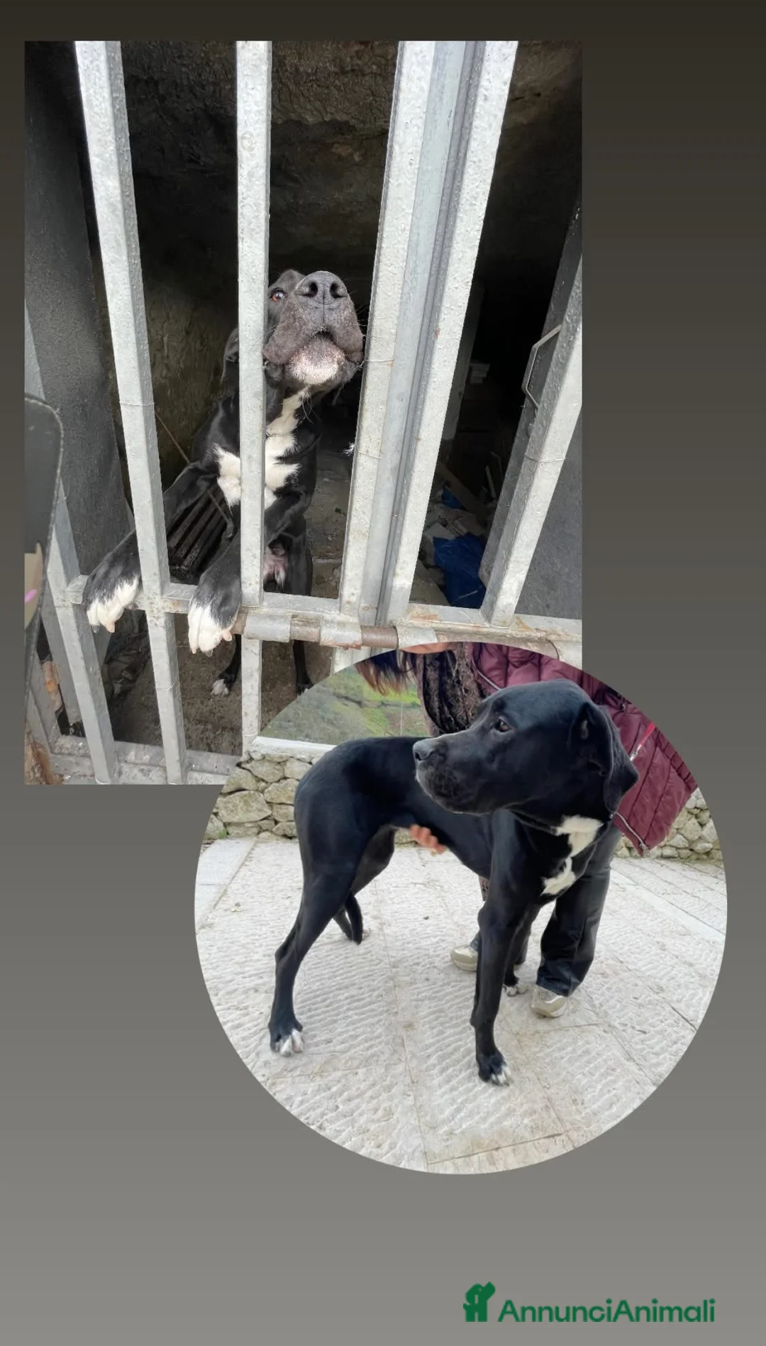 Alano cani in regalo: Cloe’ cucciola incrocio alano che ama i gatti - Annuncio 1