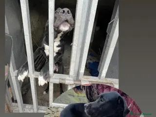 Alano cani Cloe’ cucciola incrocio alano che ama i gatti - Annuncio 1