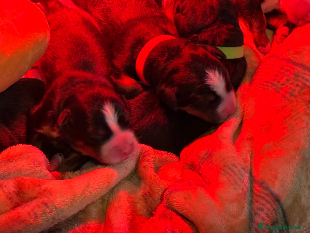 Bovaro del Bernese cani in vendita: Disponibili Cuccioli Bovaro Del Bernese - Annuncio 10