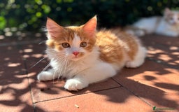 Siberiano gatti in vendita: Tre cucciole di gatto siberiano ipoallergenico - Immagine 2