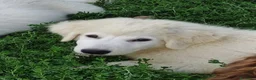 Pastore Abbruzzese Maremmano cani in vendita: Disponibili cuccioli di pastore maremmanoabruzzese - Annuncio 6