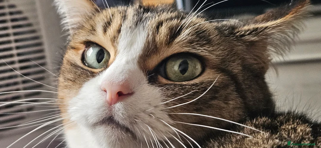 Altre razze gatti in regalo: TANTI GATTINI TENERISSIMI! a Provincia di Reggio Emilia - Annuncio 2