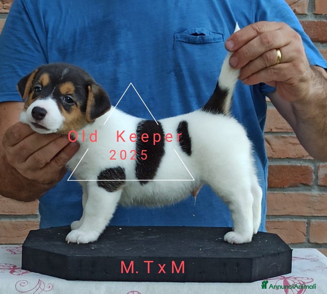 Jack Russell cani in vendita: Cuccioli Jack Russell Terrier con Pedigree a Provincia di Alessandria - Immagine 5