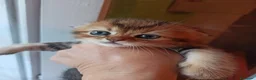 Scottish gatti in vendita: Scottish disponibili  a Provincia di Reggio Emilia - Annuncio 10