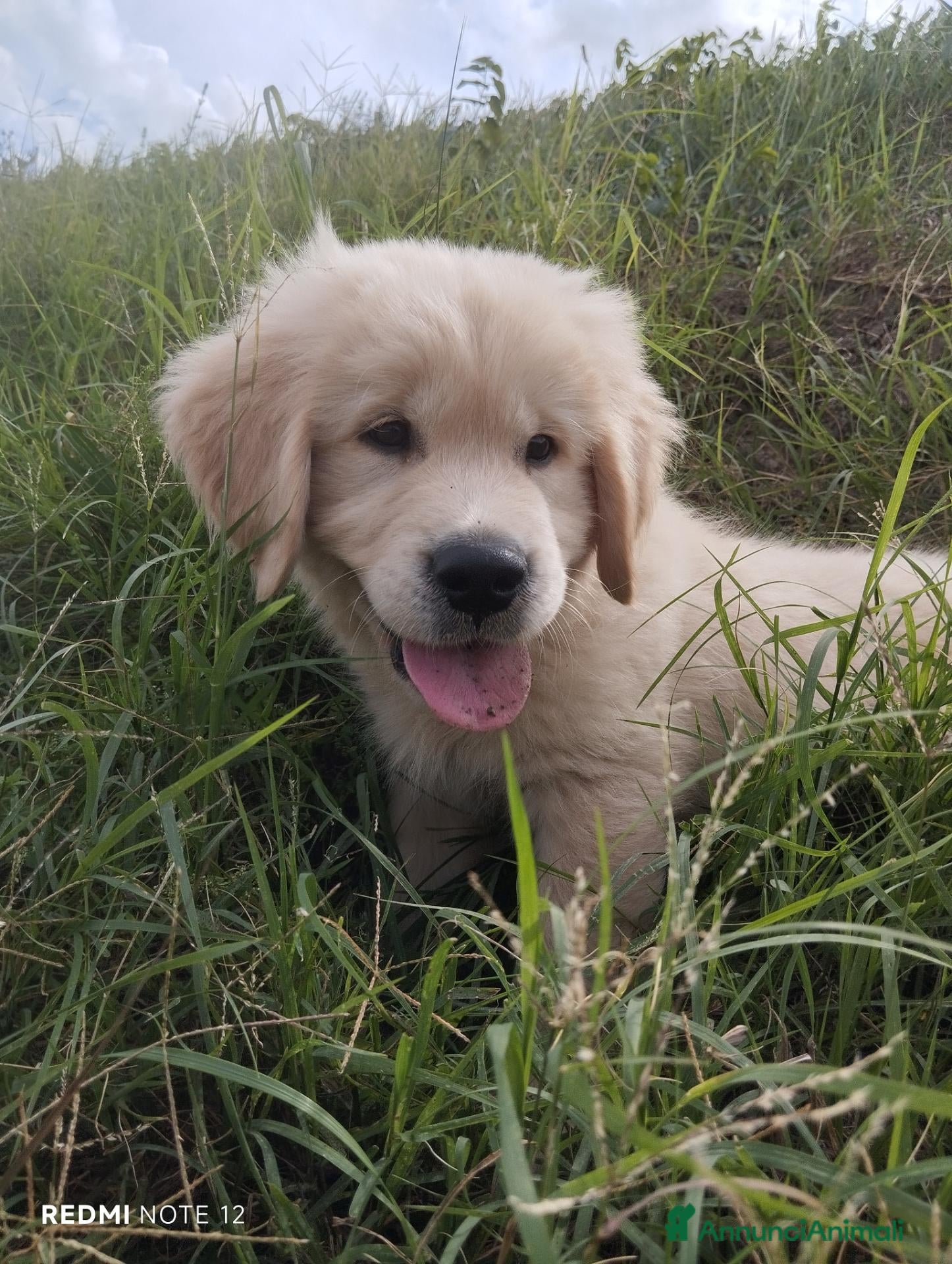Golden Retriever cani Cucciolo Golden retriever in pronta consegna  - Annuncio 2