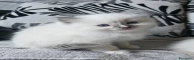 Ragdoll Gattino 1