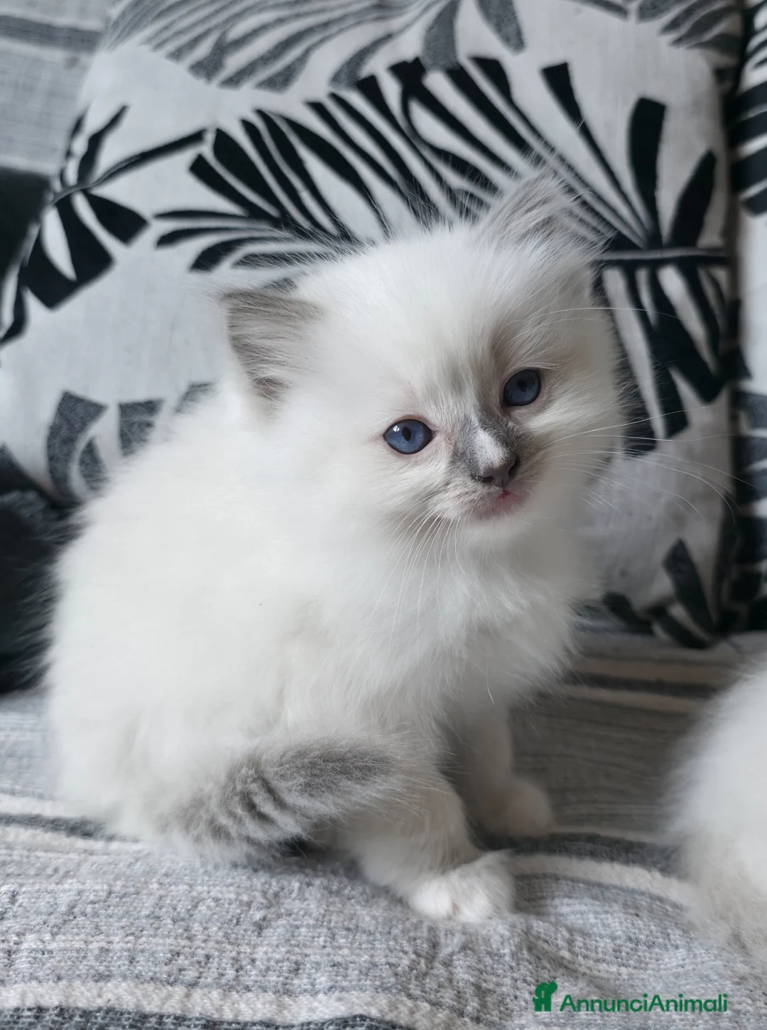 Ragdoll gatti in vendita: Cuccioli ragdoll - Annuncio 1