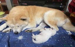Akita Inu cani in vendita: 🌸 Hime Sakura cerca una famiglia 🌸 a Città Metropolitana di Torino - Immagine 8