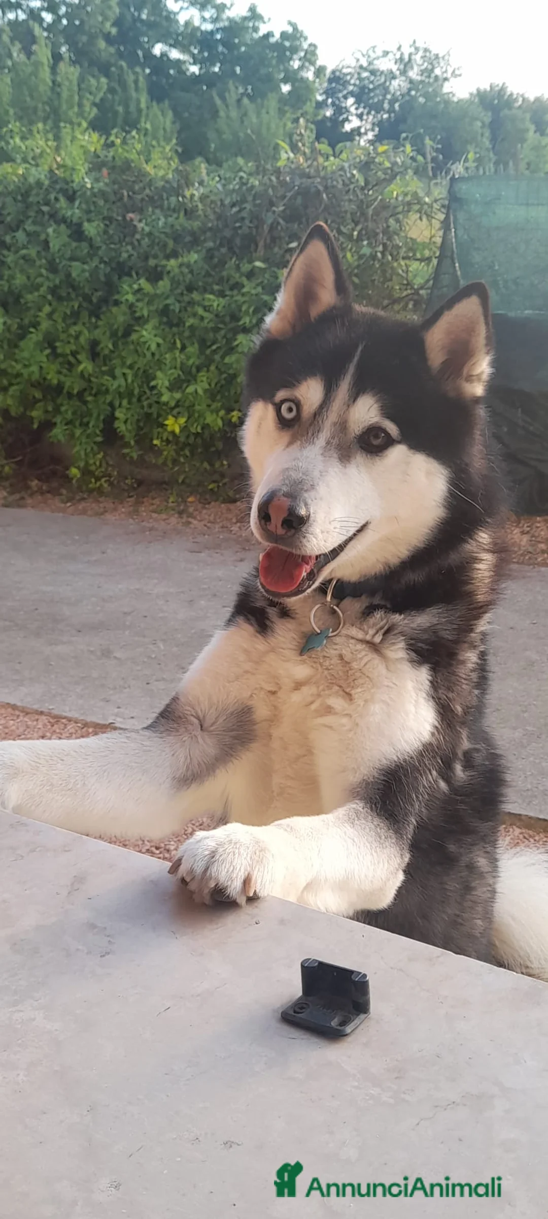 Husky cani in regalo: Husky maschio 5 anni a Provincia di Verona - Annuncio 6