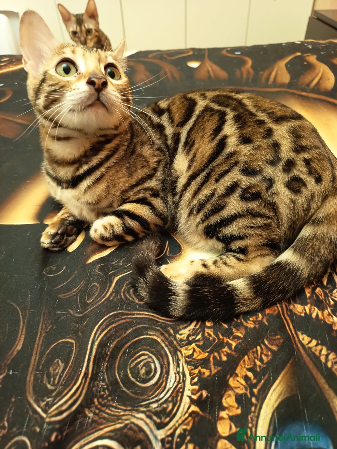 Bengala gatti in vendita: Bellissima feminuccia Bengala  - Annuncio 4