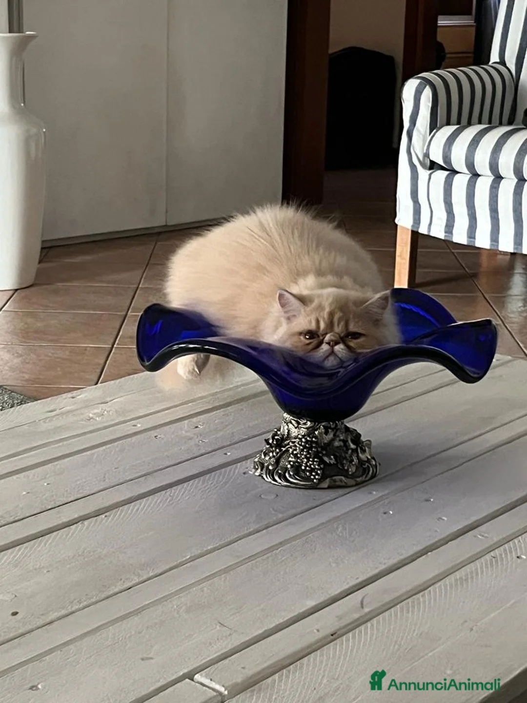 Persiano gatti per accoppiamento: Camillo cerca gattina per accoppiamento  - Annuncio 4