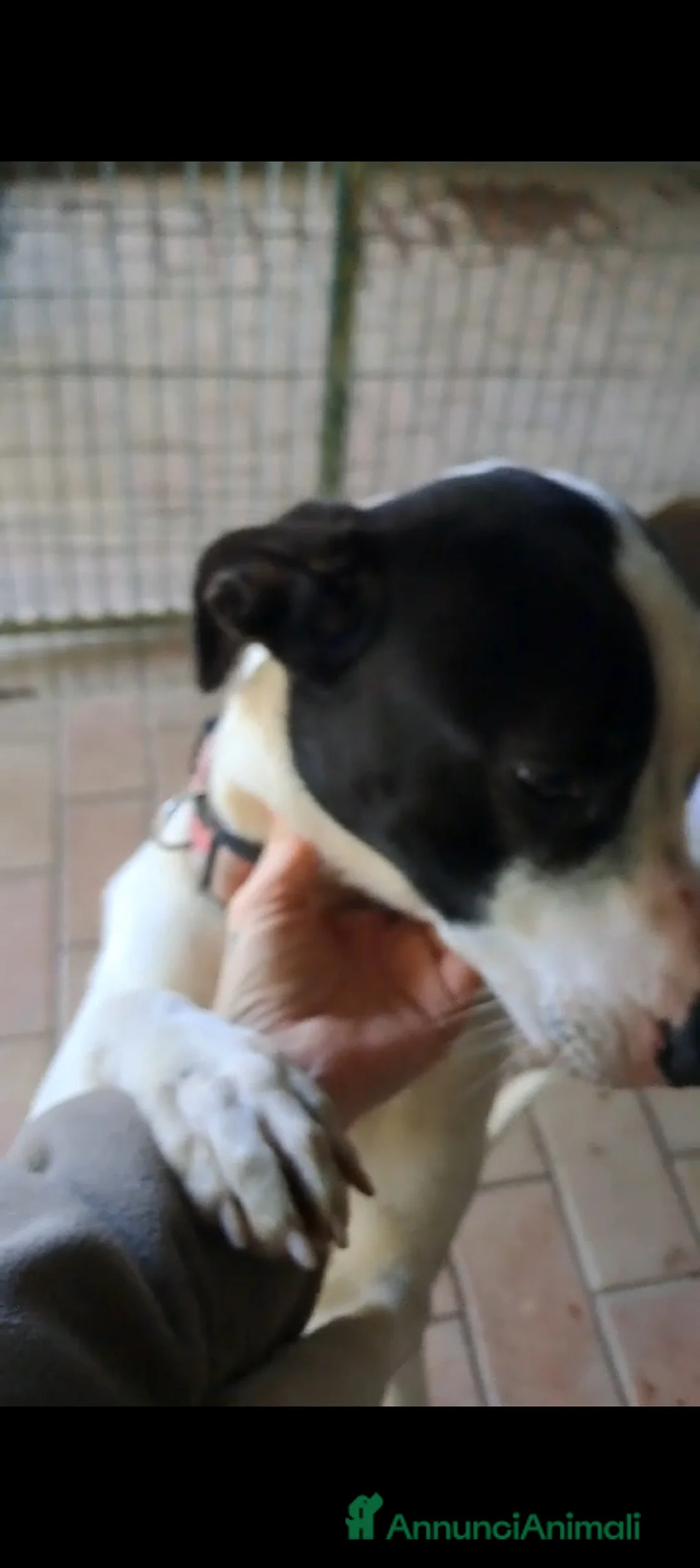 Altre razze cani in regalo: Uma, 4 anni, taglia media, cerca casa - Annuncio 3