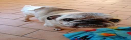 Carlino cani in regalo: regalo cane carlino  - Annuncio 1