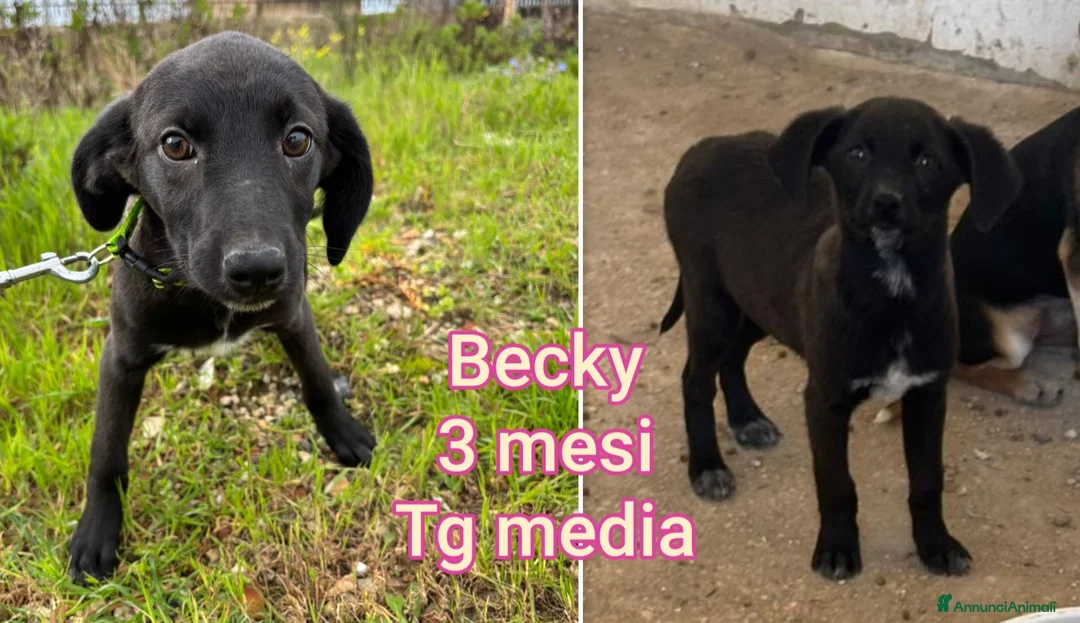 Meticcio cani in regalo: TROPPI CUCCIOLI ABBANDONATI  - Annuncio 5