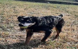 Segugio cani in regalo: FRITZ 5-6anni dolce segugio! - Immagine 5