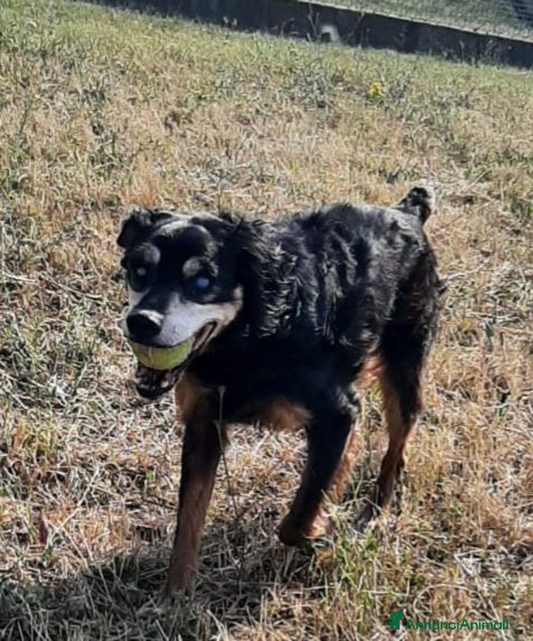 Segugio cani in regalo: FRITZ 5-6anni dolce segugio! - Immagine 5