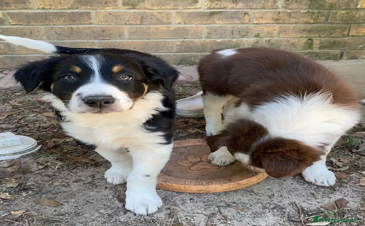 Border Collie cani a Provincia di Matera - Annuncio 3