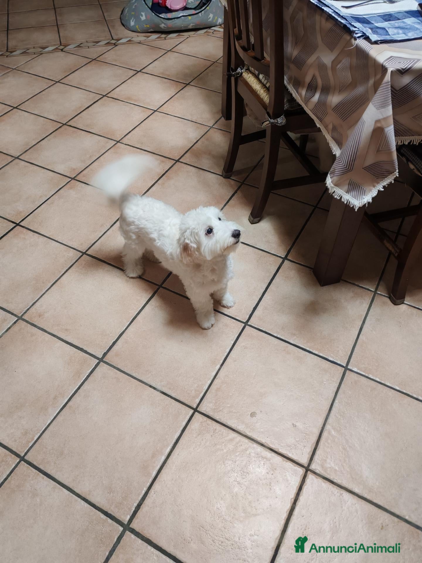 Maltese cani Vendo maltese  - Annuncio 15