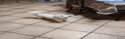 Maltese cani in vendita: Vendo maltese  a Provincia di Verona - Annuncio 1