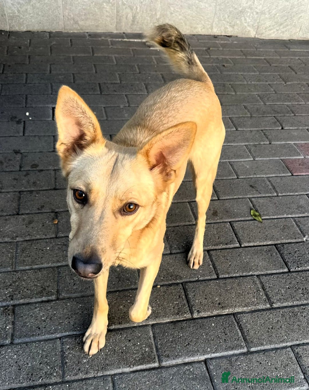 Meticcio cani in regalo: MANUEL CERCA CASA - Annuncio 2