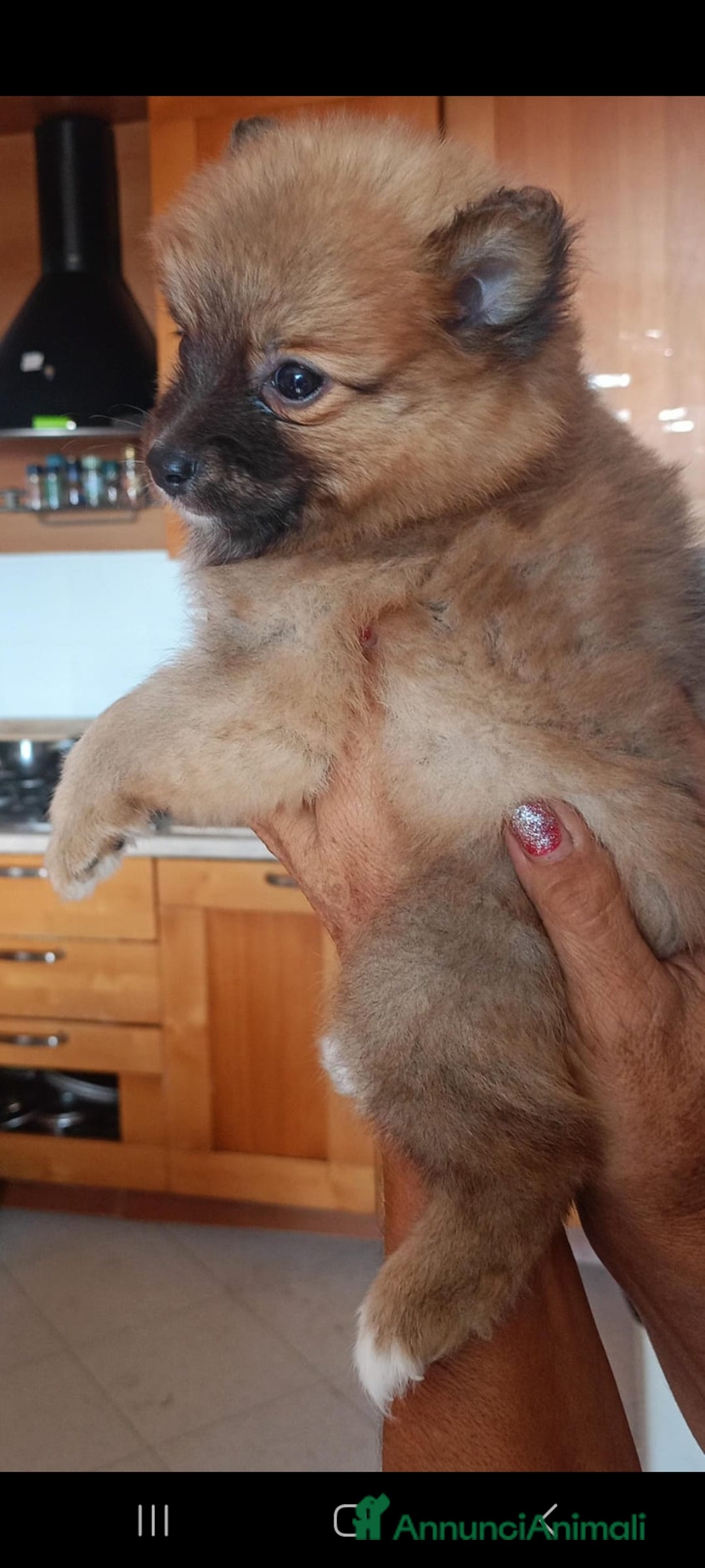 Volpino Pomerania cani in vendita: Volpino spitz della pomerania - Annuncio 2