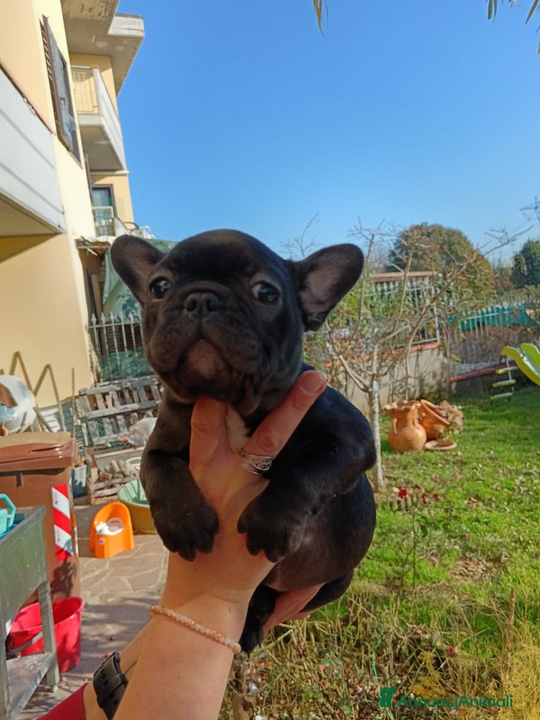 Bulldog Francese cani in vendita: Bulldog francese  - Annuncio 3