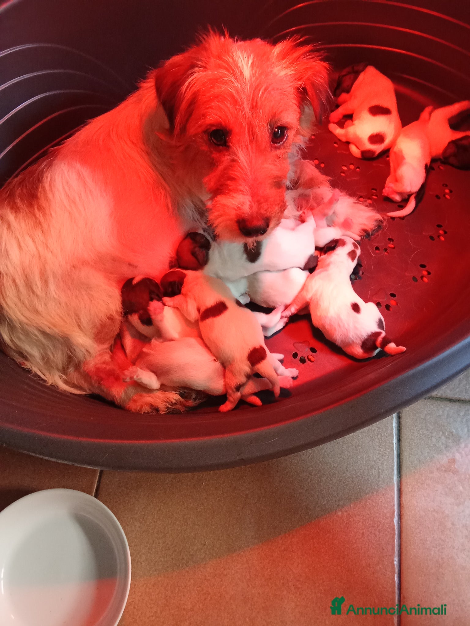 Jack Russell cani Jack Russell broken  - Annuncio 2