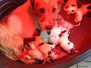 Jack Russell cani Jack Russell broken - Annuncio 2