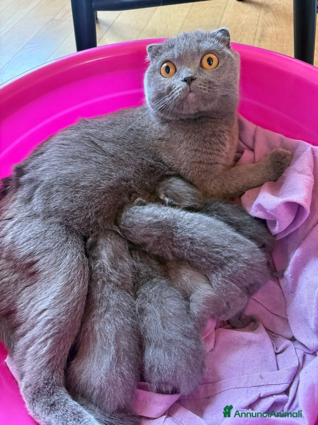 Scottish gatti in vendita: Scottish fold/straight  a Provincia di Pavia - Annuncio 1