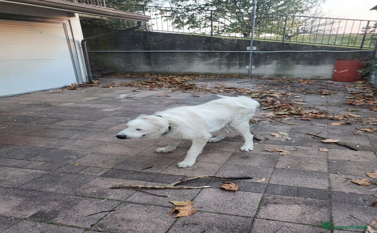 Pastore Maremmano cani - Annuncio 4