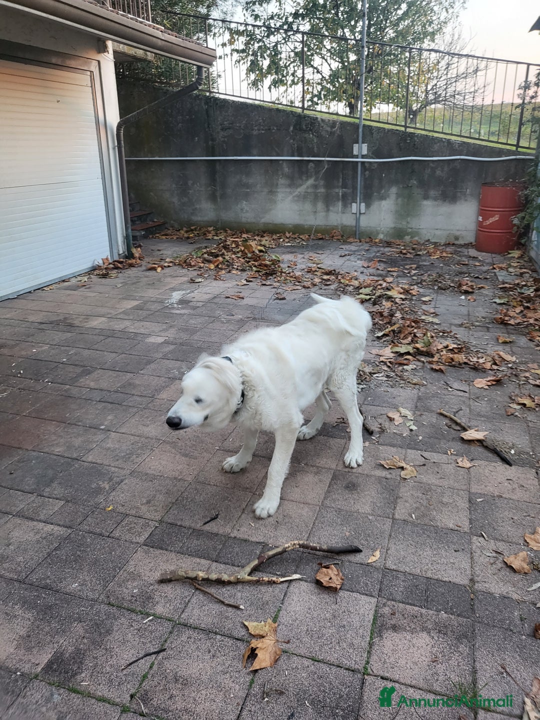 Pastore Maremmano cani in regalo: Regalo pastore maremmano - Annuncio 1