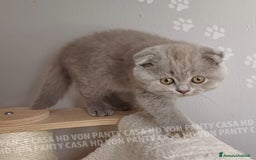 Scottish gatti in vendita: Cucciola Scottish Fold  a Villafranca di Verona - Immagine 4