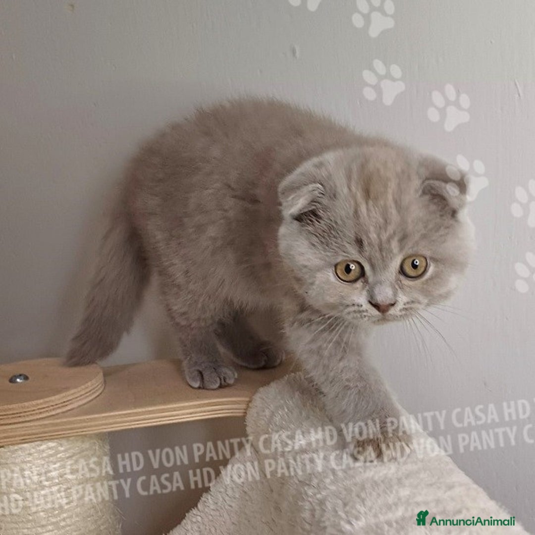 Scottish gatti in vendita: Cucciola Scottish Fold  a Villafranca di Verona - Immagine 4