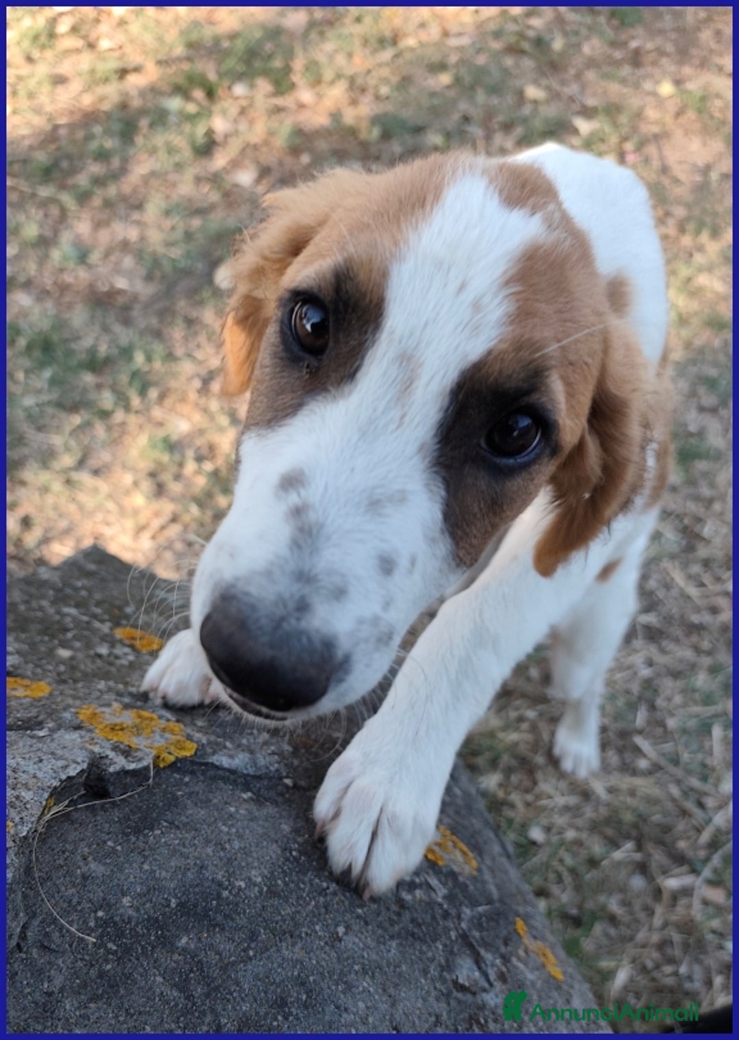 Meticcio cani in regalo: KELLY, CUCCIOLA 5 MESI ABBANDONATA CON LA SORELLIN - Annuncio 7