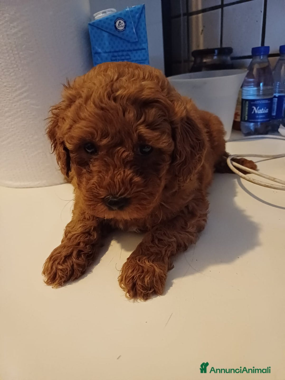 Barboncino Toy cani in vendita: Barboncini Mini Toy con Pedigree ENCI  - Annuncio 2