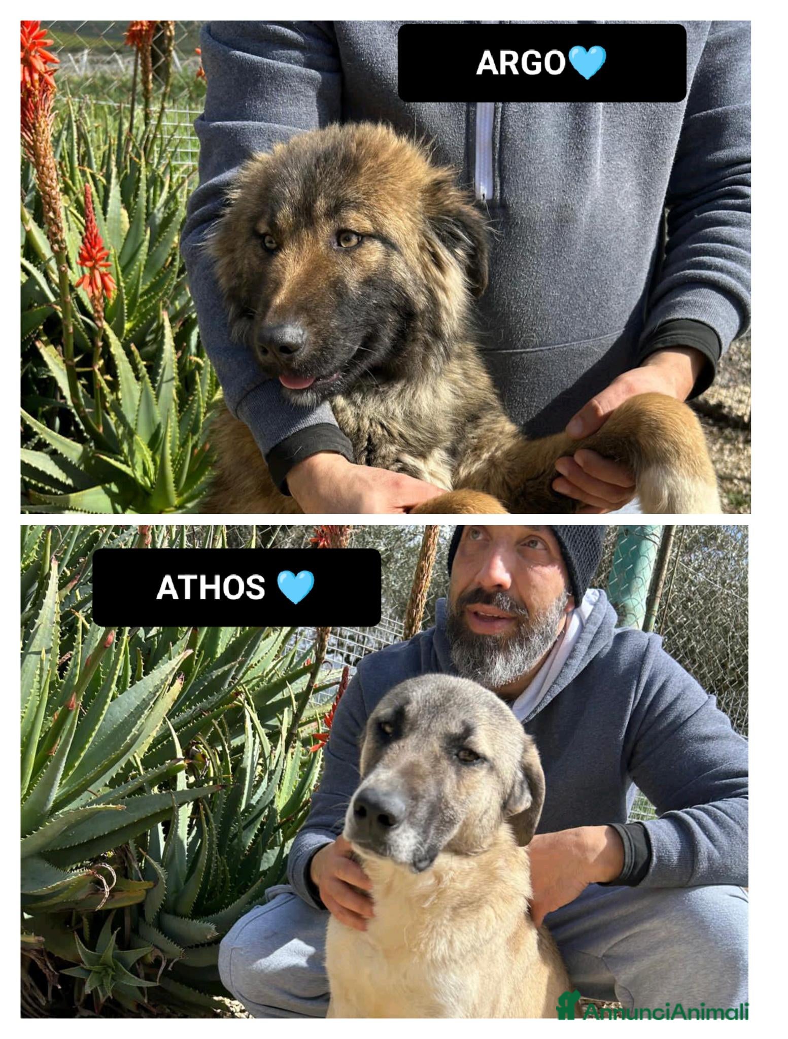 Meticcio cani ARGO E ATHOS - Annuncio 2