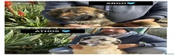 Meticcio cani in regalo: ARGO E ATHOS - Annuncio 1