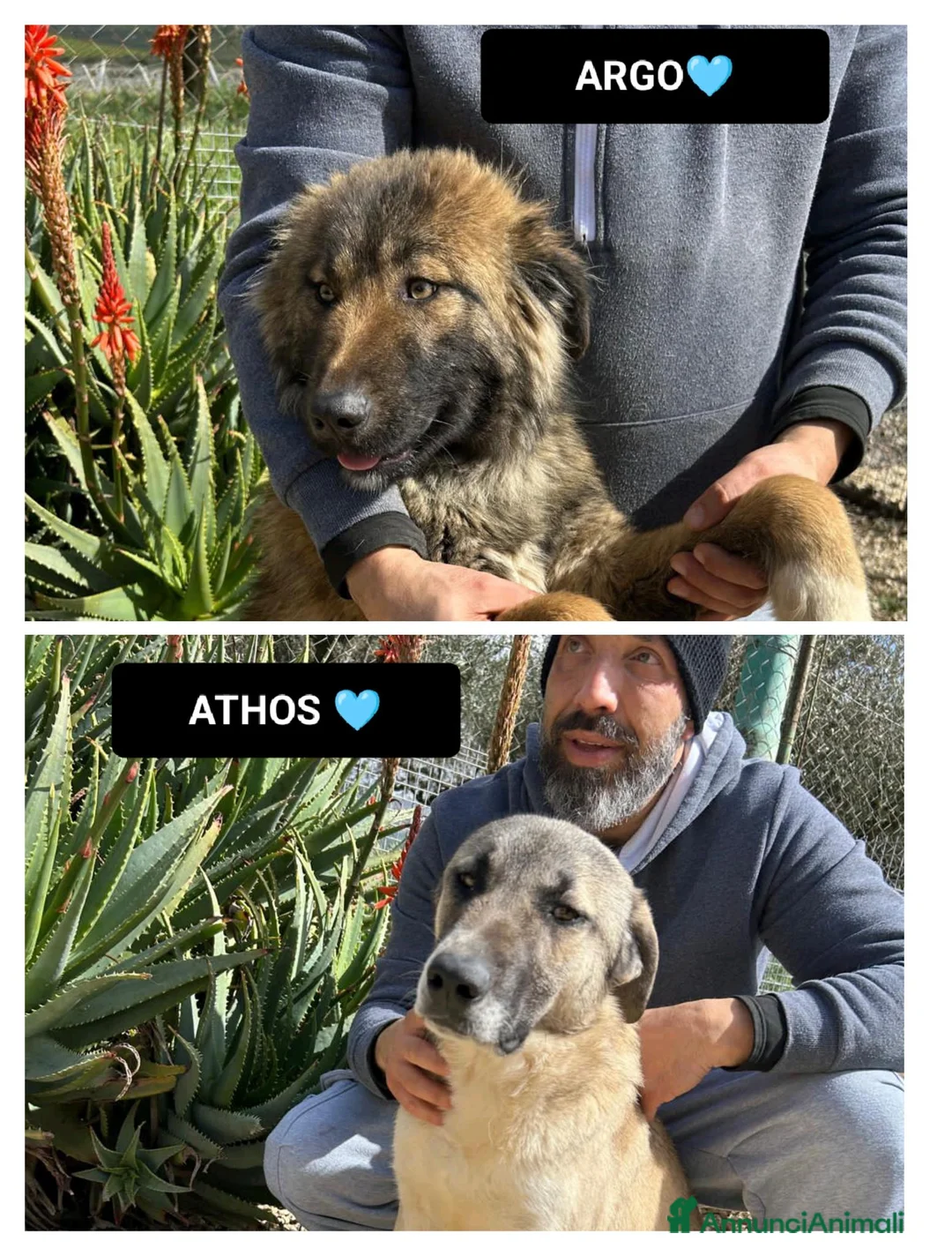 Meticcio cani in regalo: ARGO E ATHOS - Annuncio 1